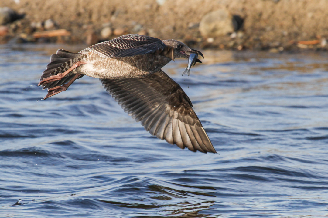 Juvenil Western Gull