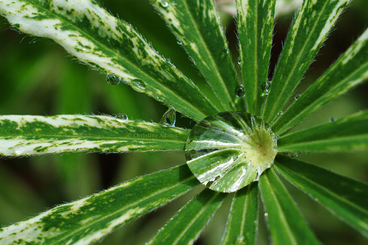 Varigated Lupine Leaves