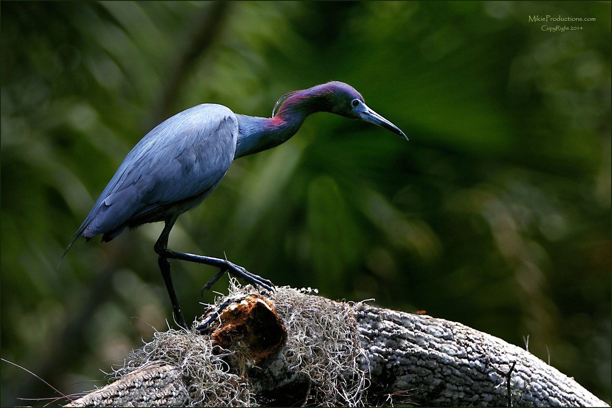 'Walking the Plank'