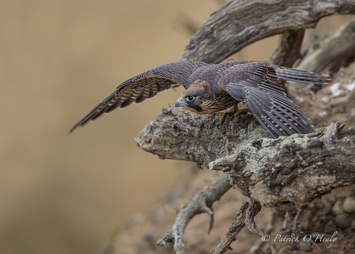 Peregrine Fledge Flight