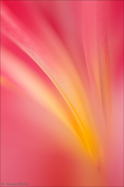 Tulip Abstract