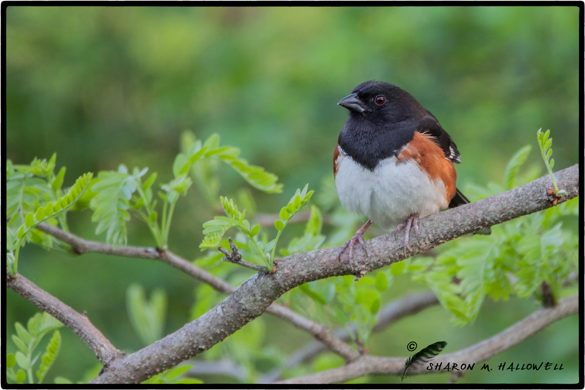 Eastern Towhee