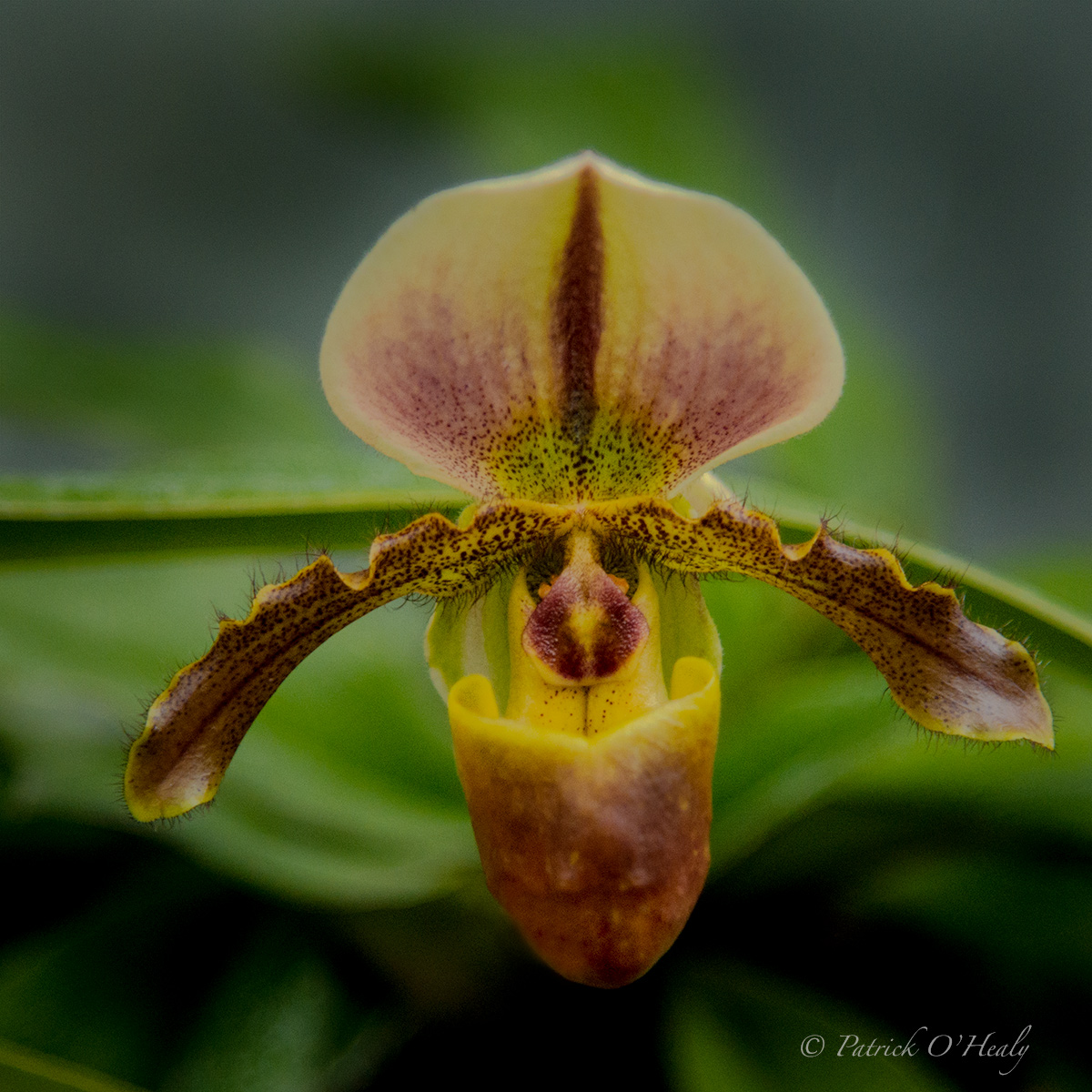Orchid