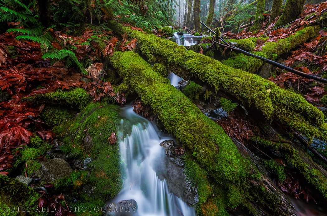 Rain Forest Intimate