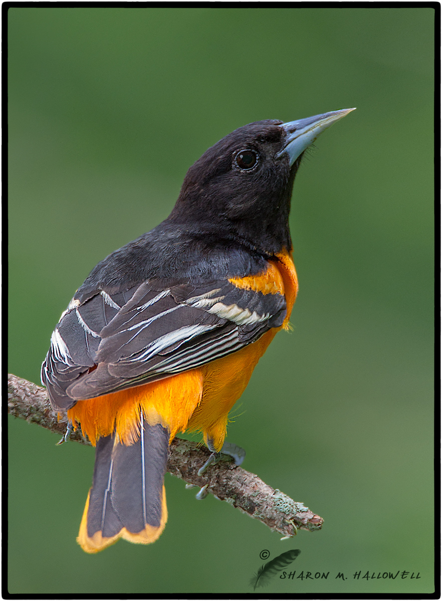 Baltimore Oriole
