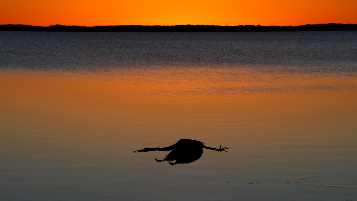Heron at sunrise