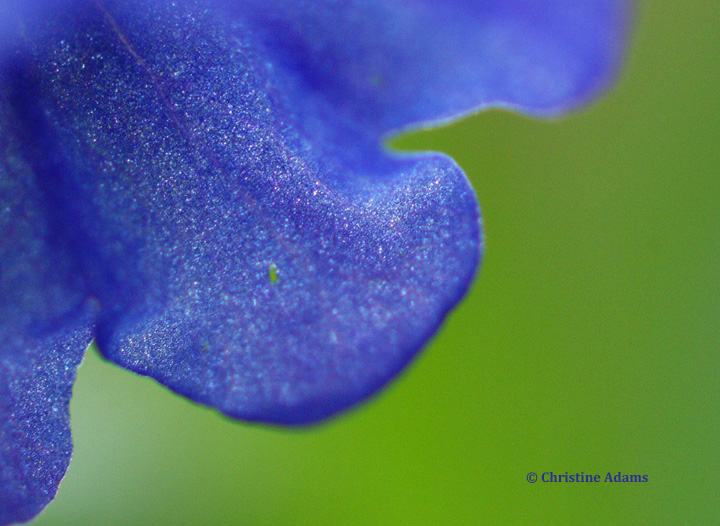 Primrose Petal