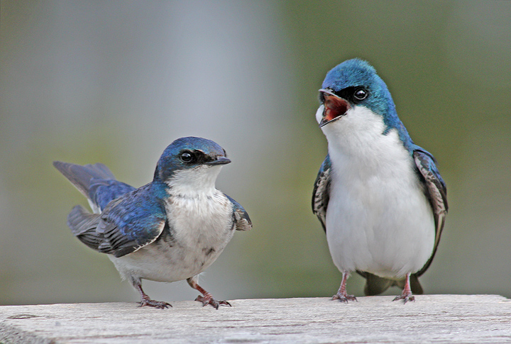 Tree Swallows