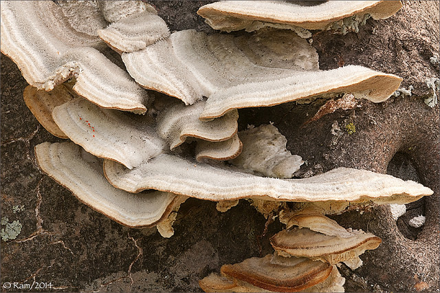 Mushrooms