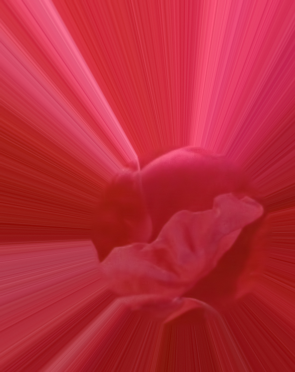 Red Rose Abstract