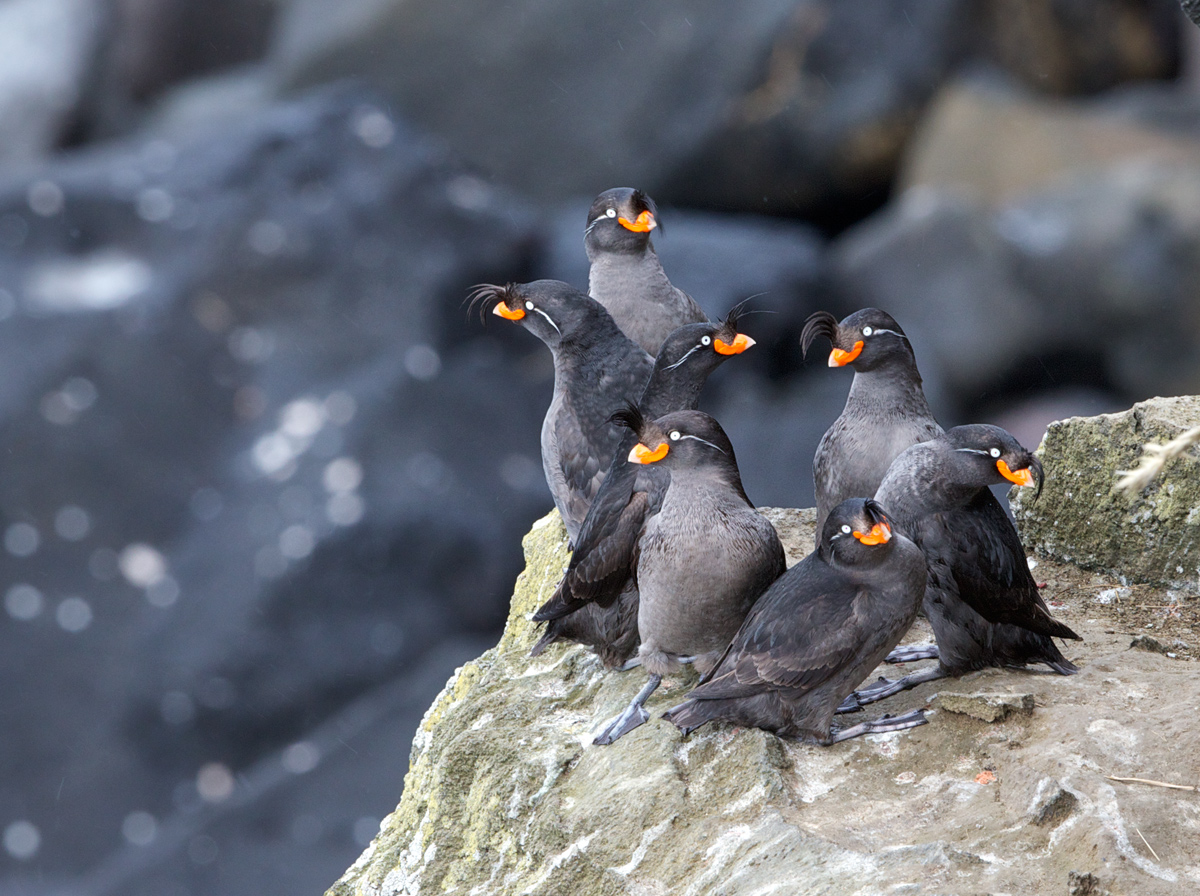 Crested Auklets
