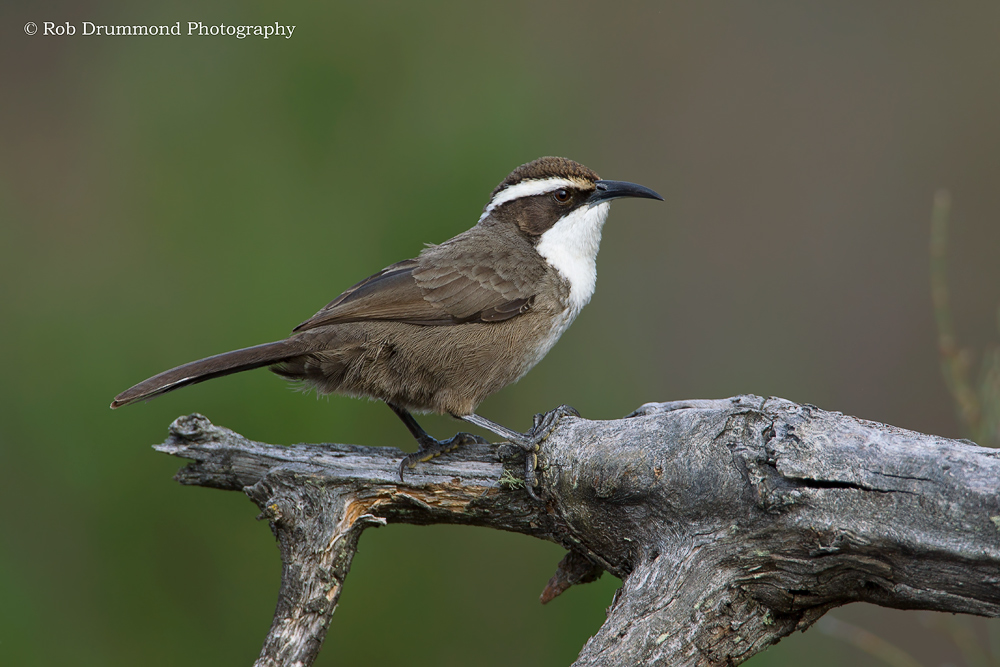 White-browed Babbler