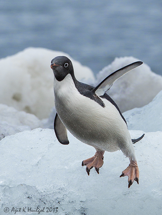 Leaping Adelie