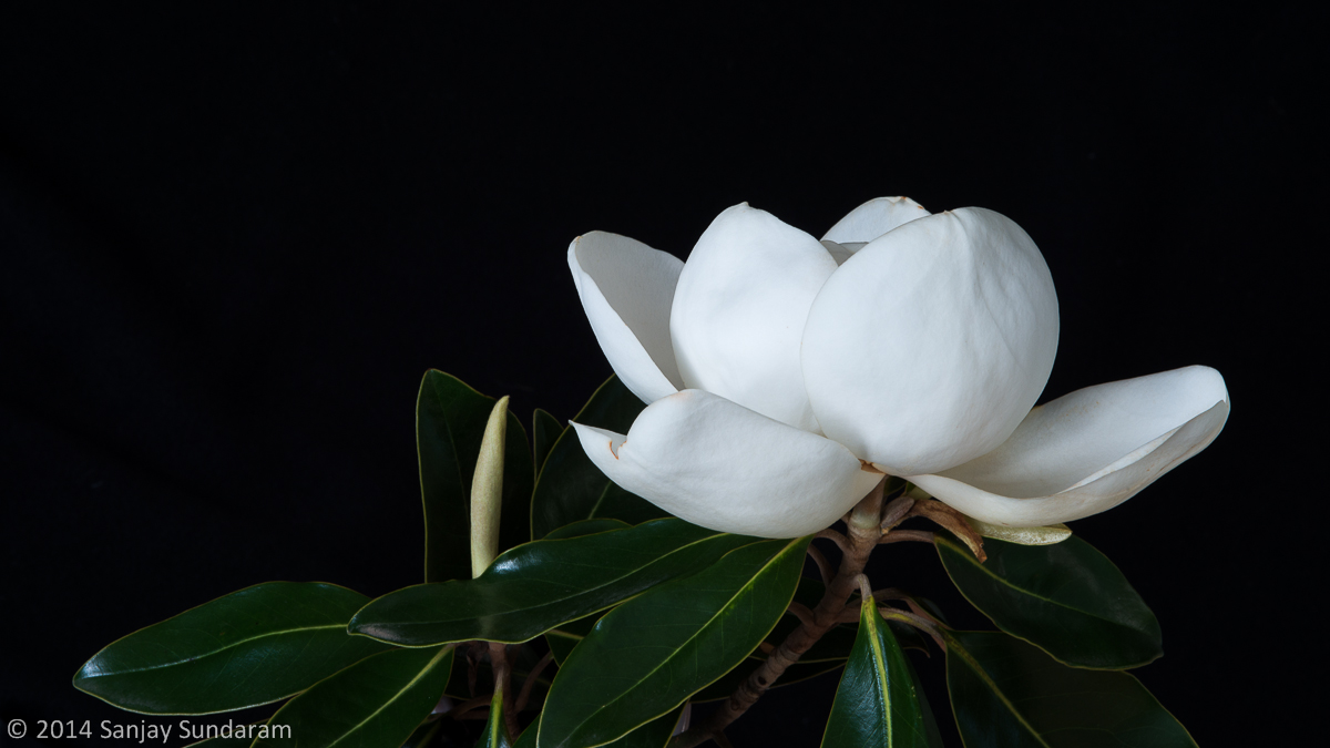 Southern Magnolia