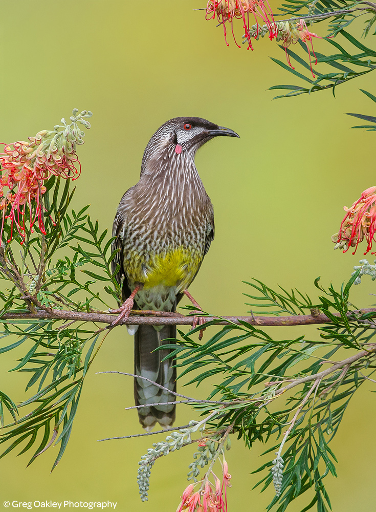 Red Wattlebird