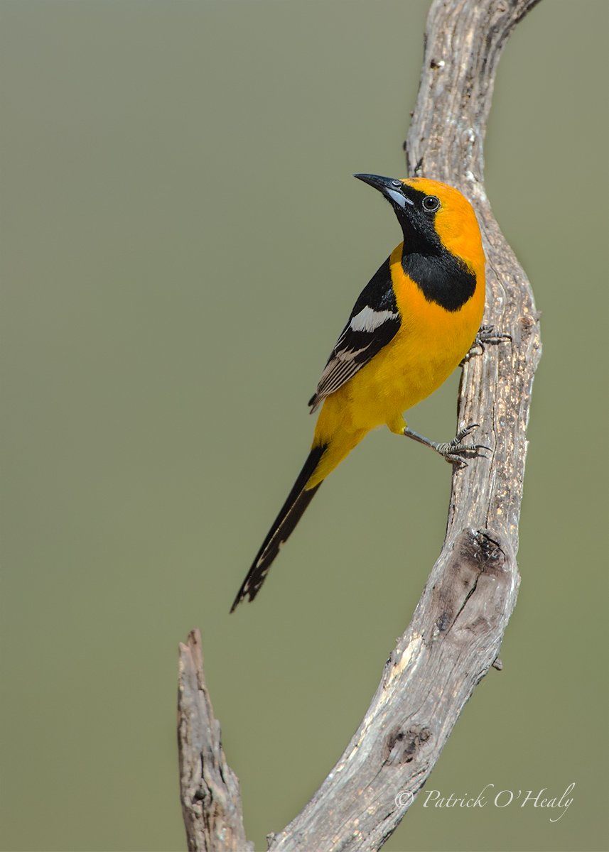 Hooded Oriole
