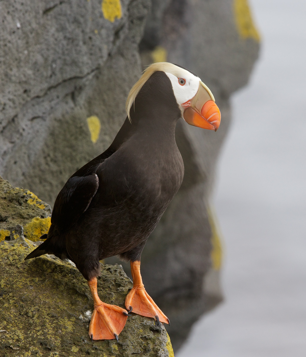 Tufted Puffin