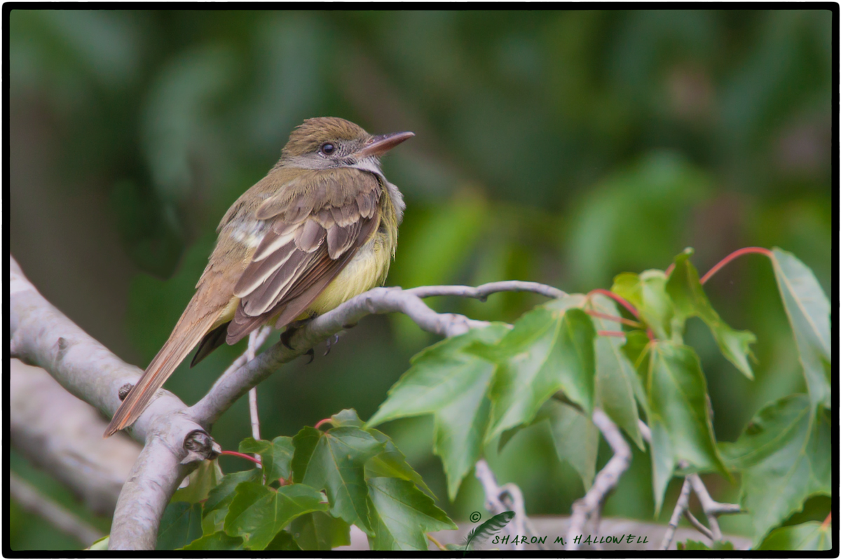 Great Crested Flycatcher