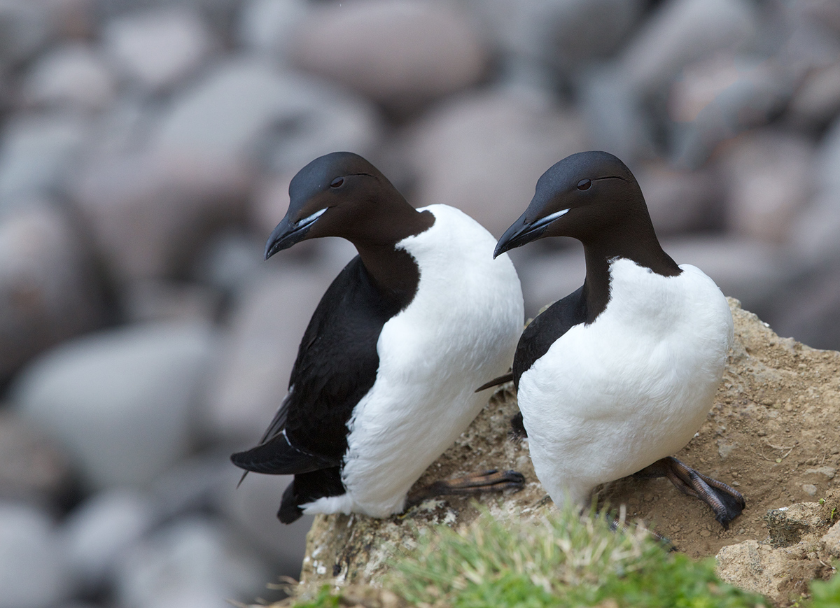 Thick-billed Murres