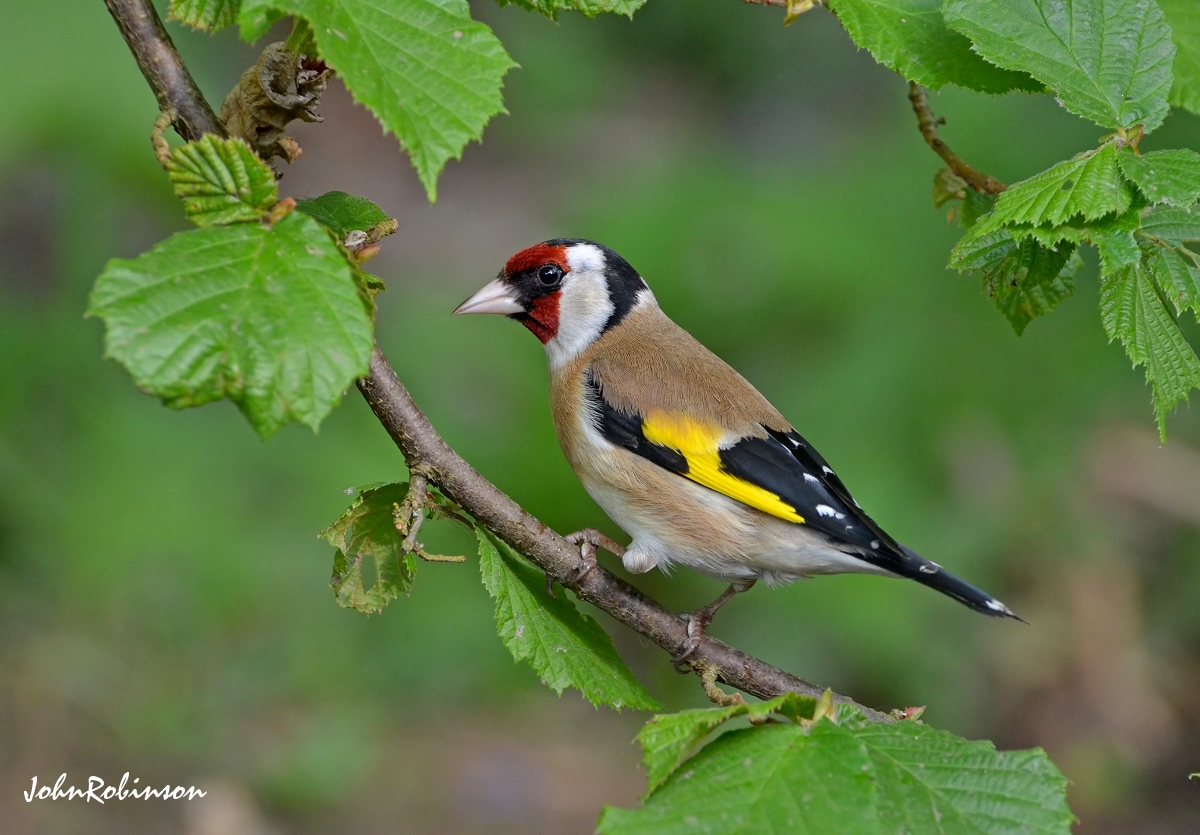 Goldfinch