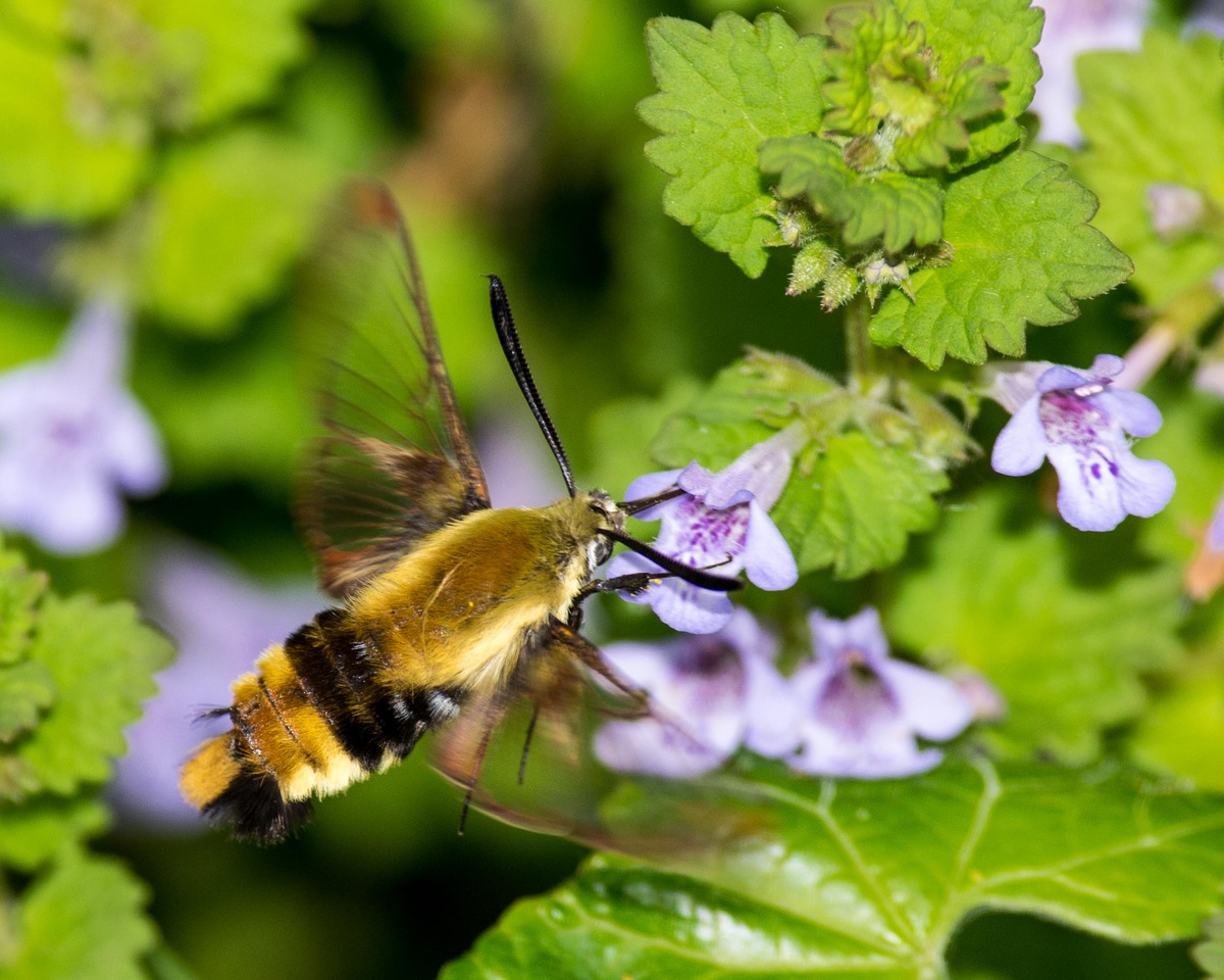 Snowberry Clearwing Moth