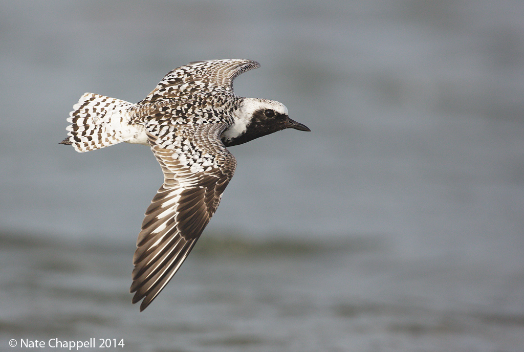 Black-bellied Plover