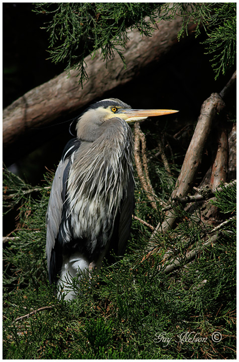 Great Blue Heron