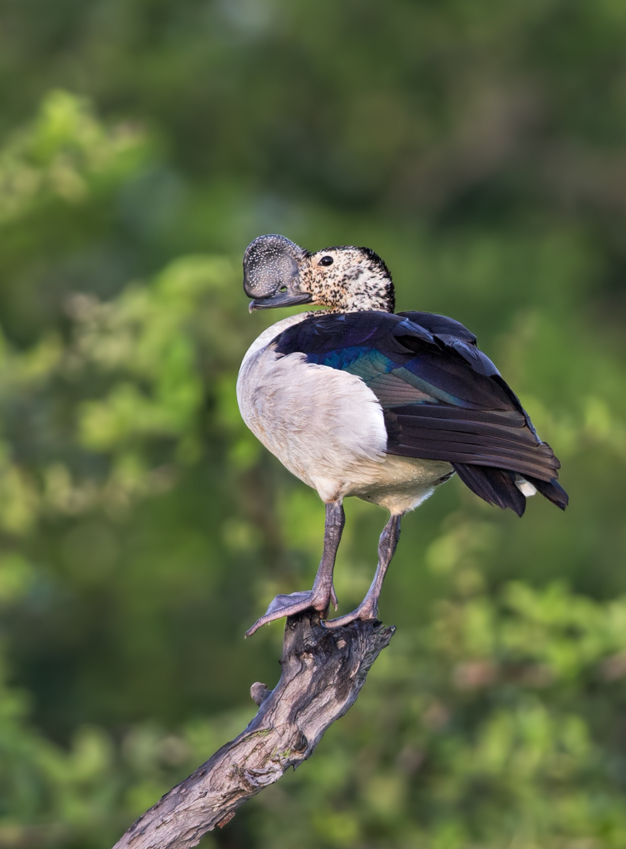 Knob Billed Duck