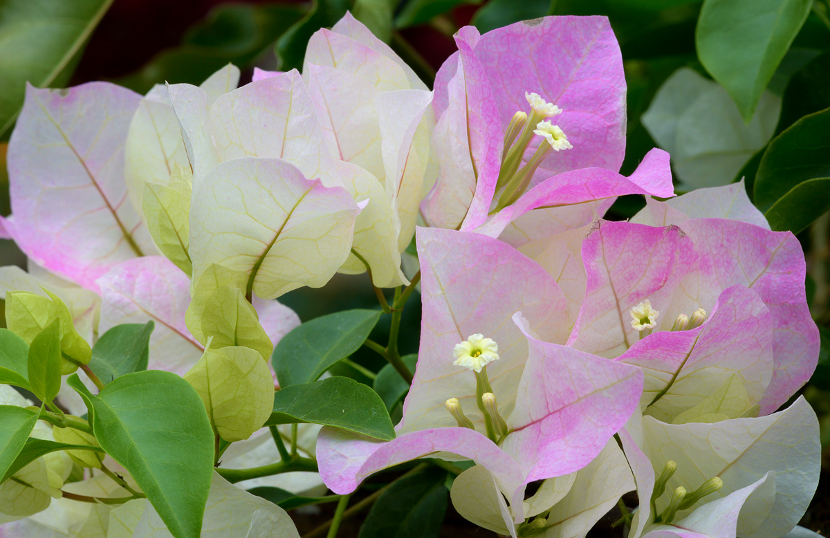 Bougainvillea