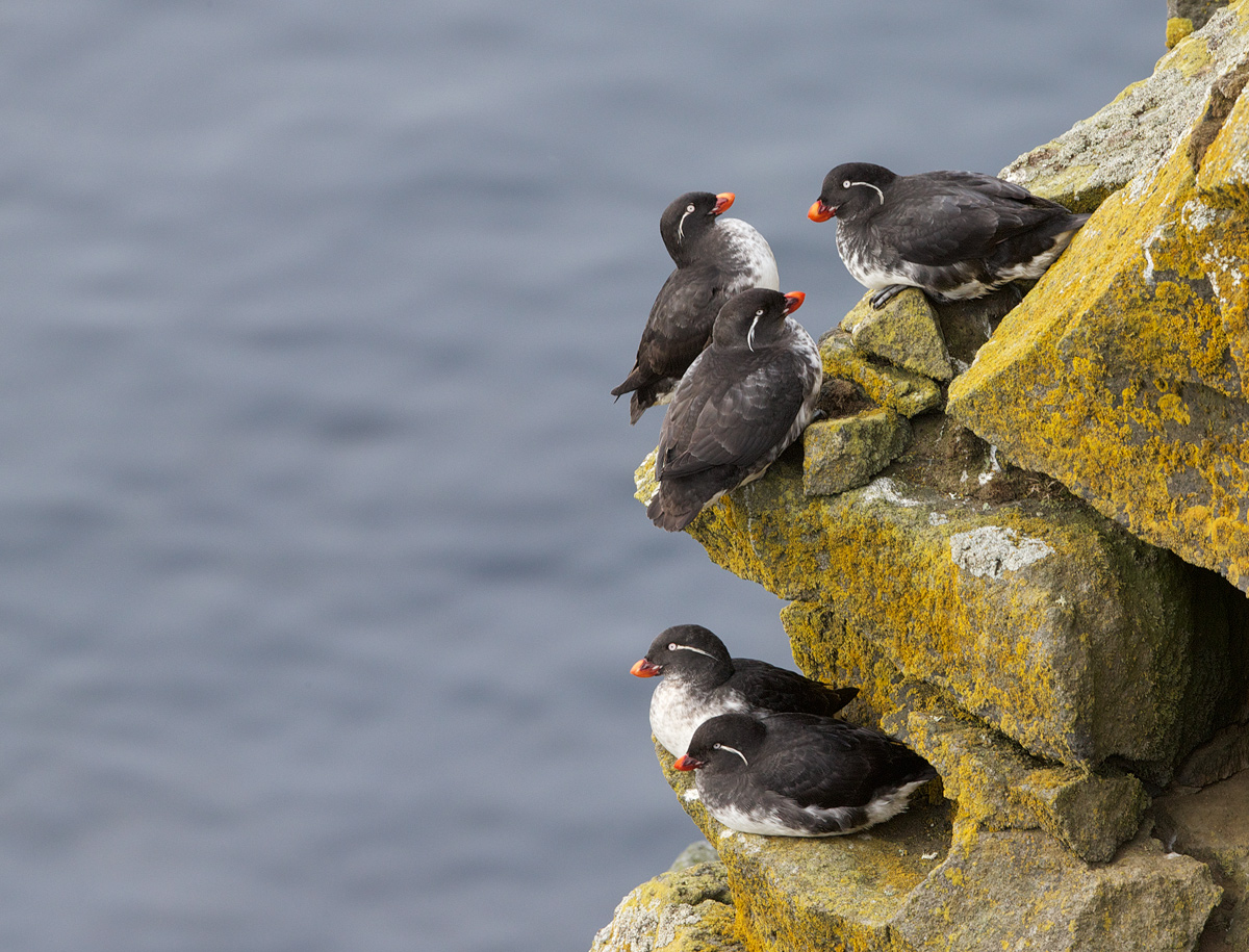 Parakeet Auklets
