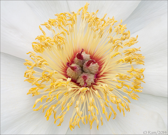 Peony Center