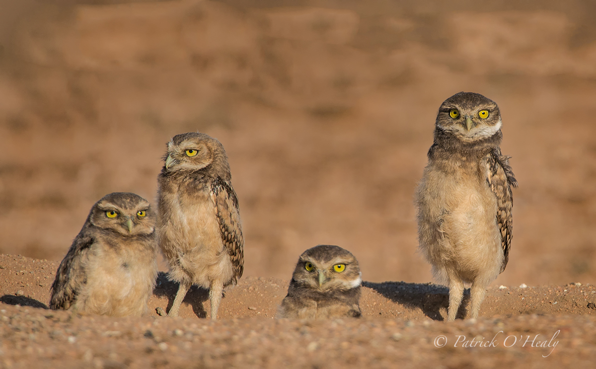 "The Wild Bunch"