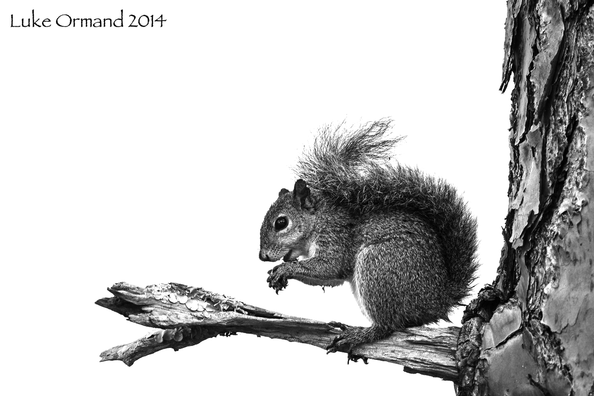 B&W Squirrel