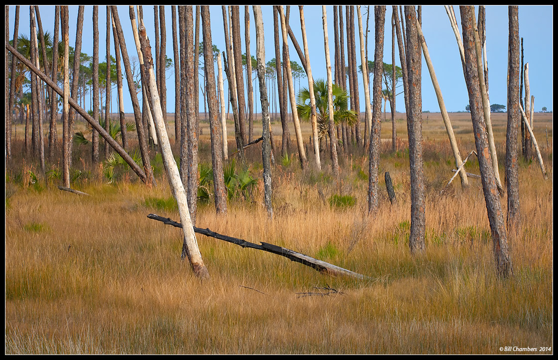 Crossed Trees