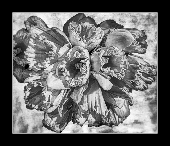 Yellow flowers in B&W