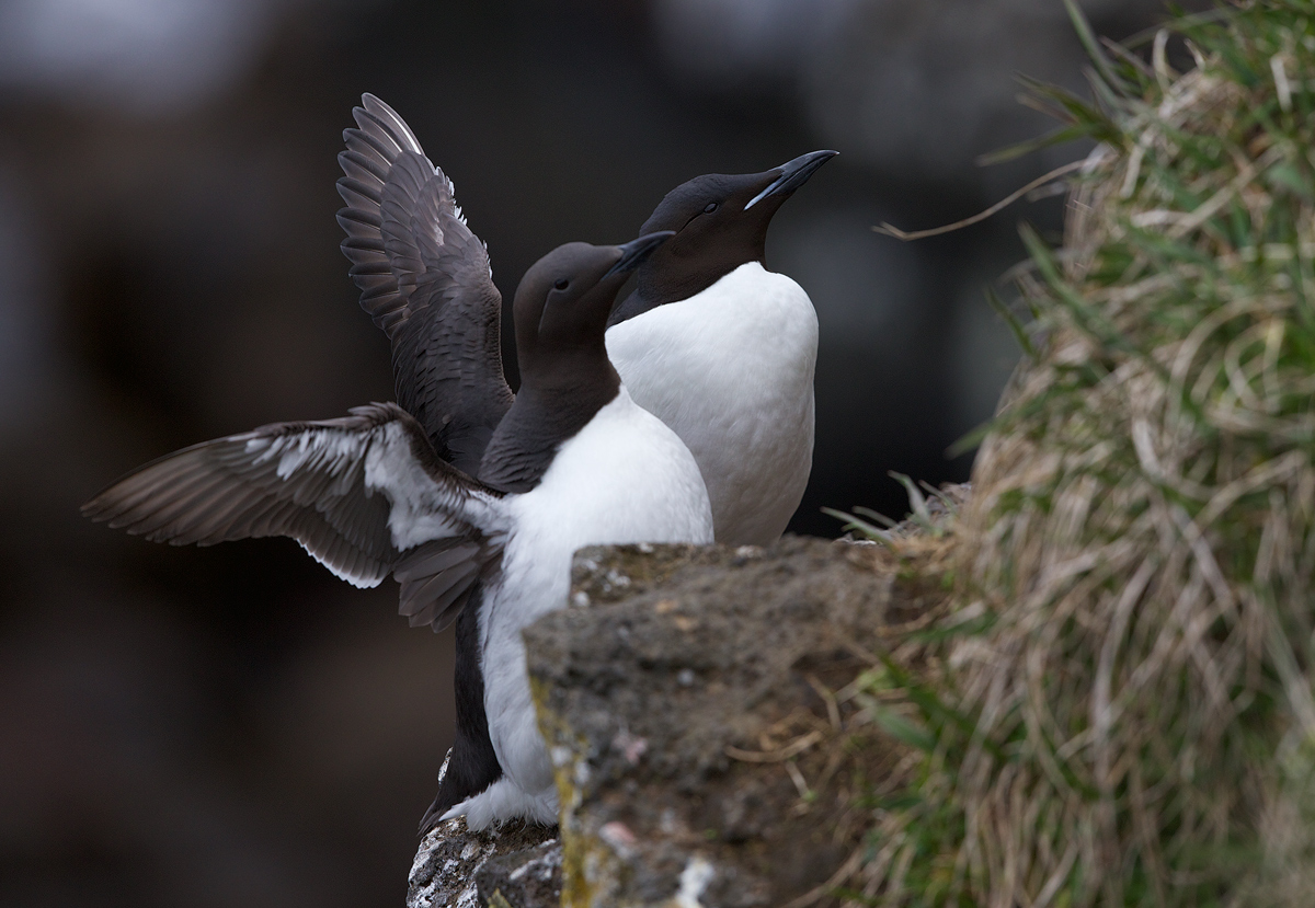 One Shot, Both Murres