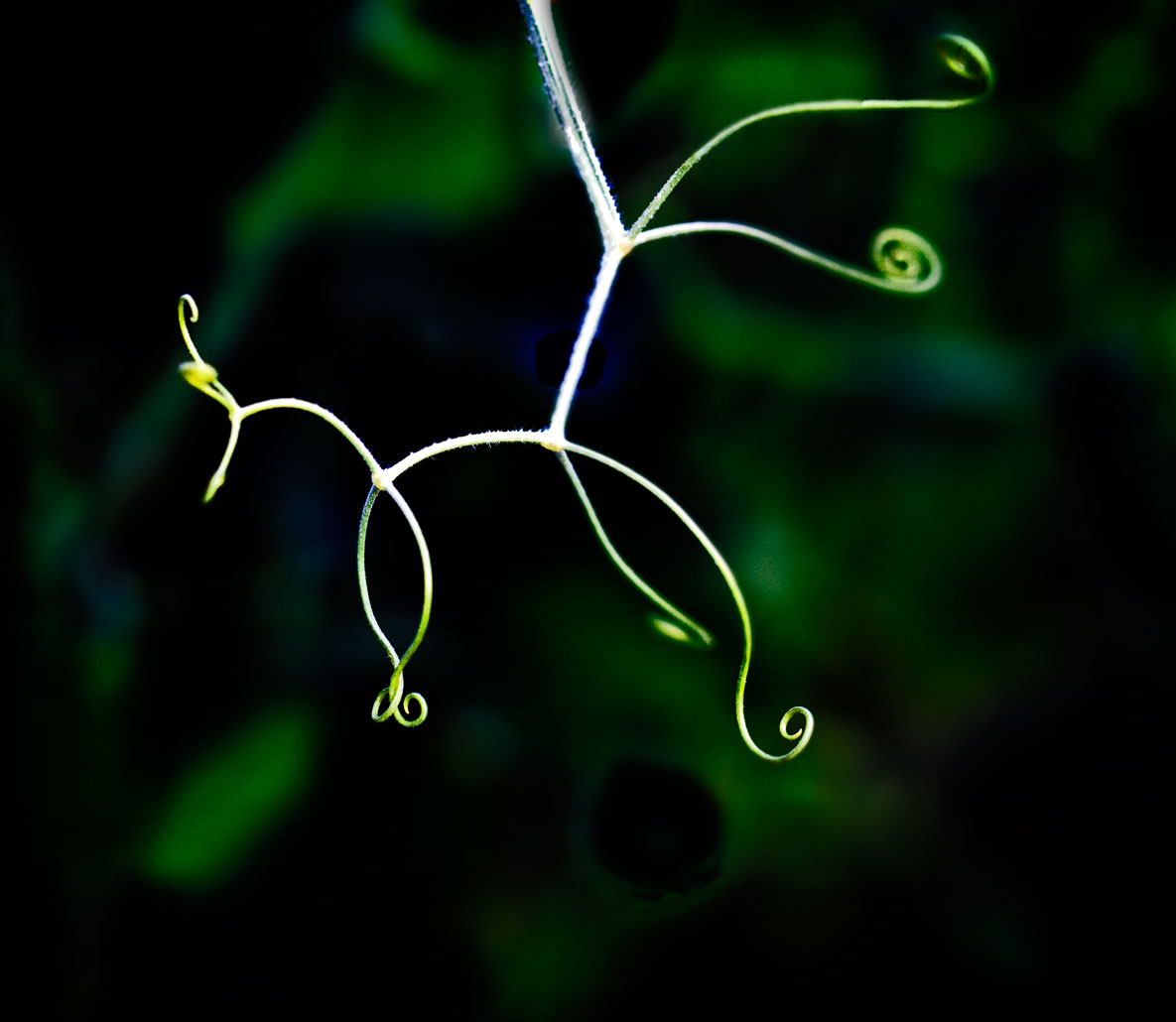 Garden Dancer