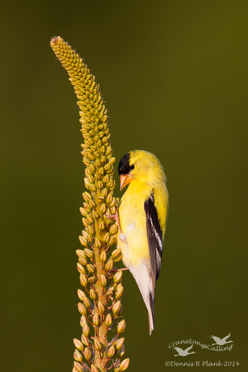 Goldfinch I