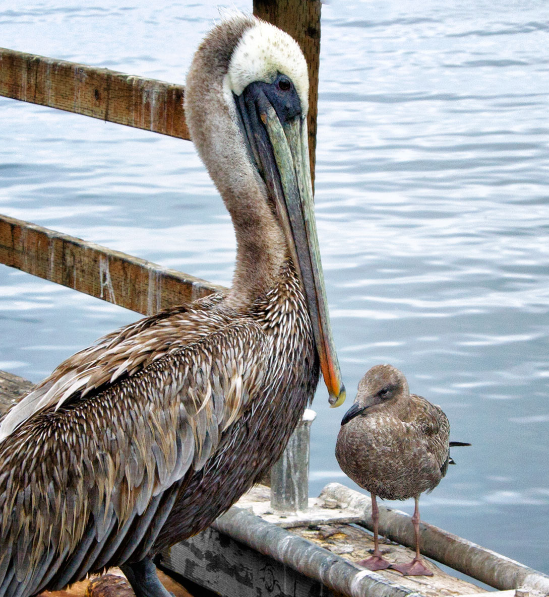 Odd Couple