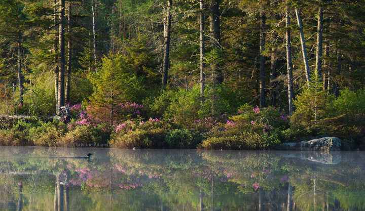 Spring Scene,  with repost