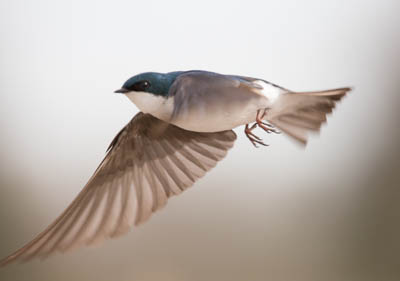 Tree Swallow in flight