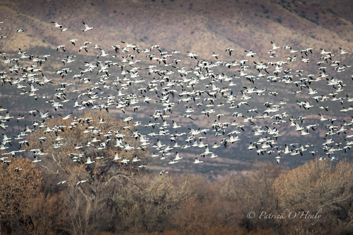 Bosque Snow Geese