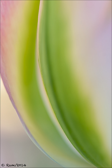 Tulip Abstract