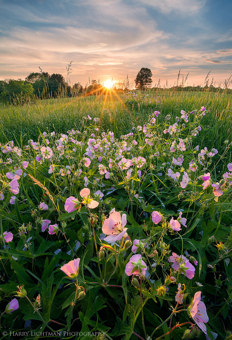 Wagon Hill Farm