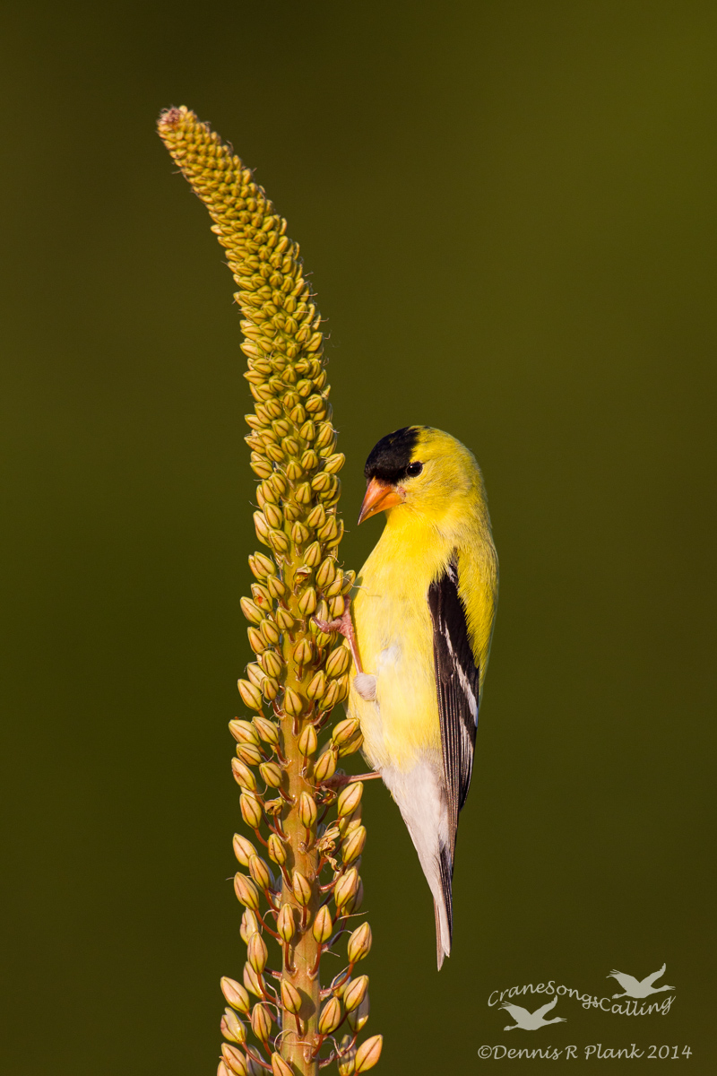 Goldfinch II