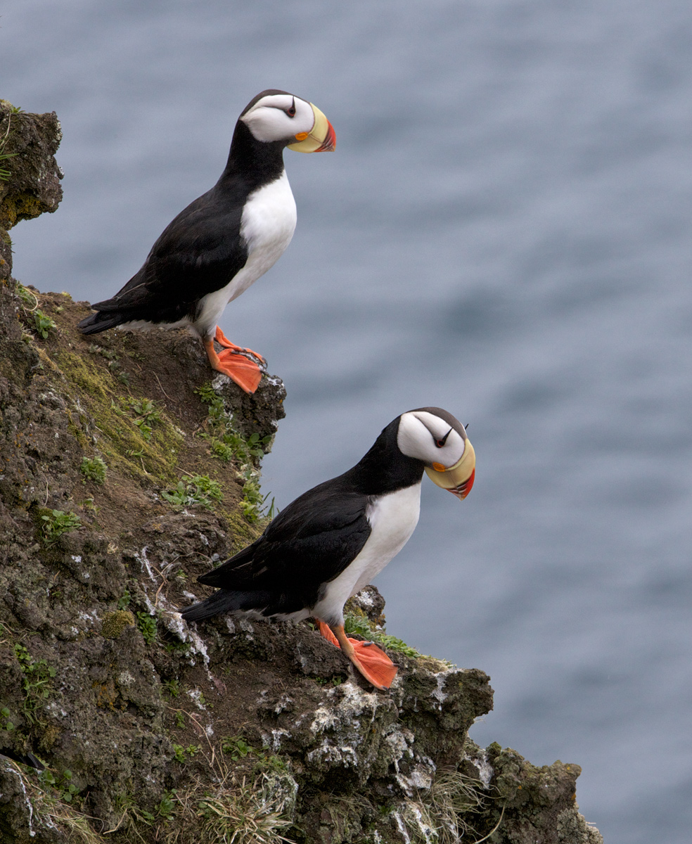 Horned Puffins