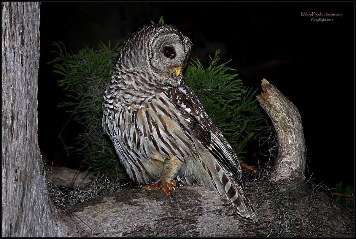 Owl Profile
