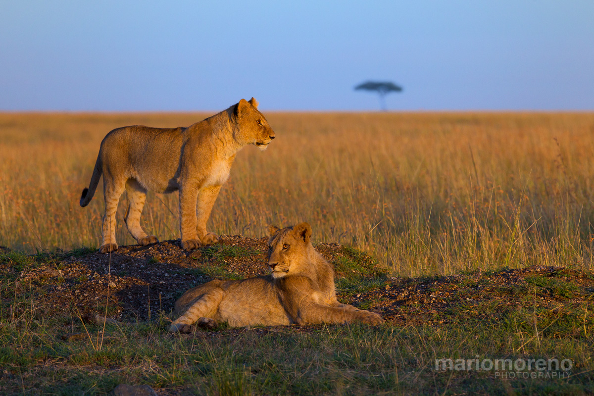 Cubs On The Lookout