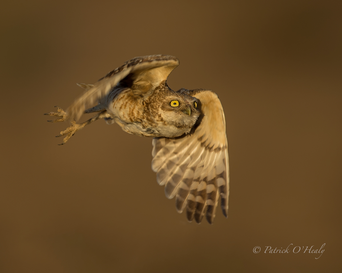 Burrowing Owl
