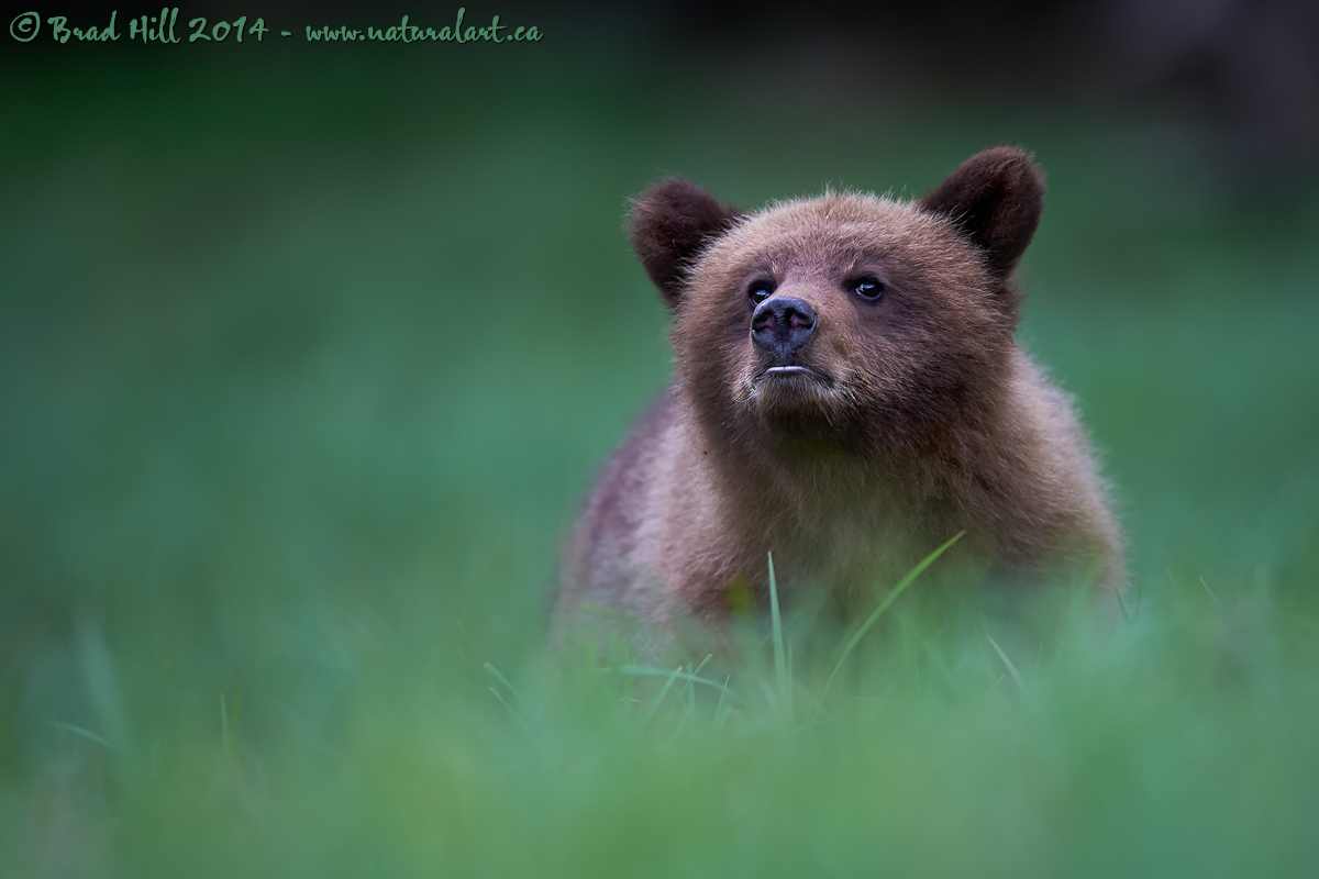 Year of the Cub!